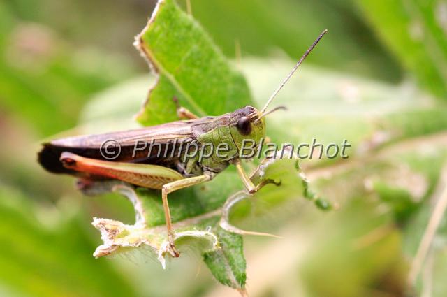 chorthippus 2.JPG - Criquet chanteurChorthippus sp.France